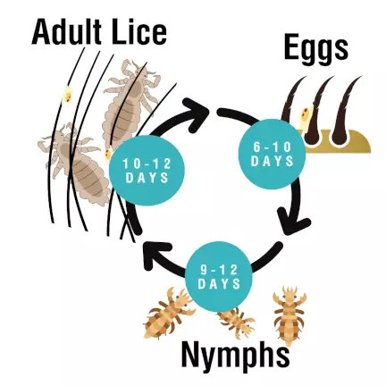 A diagram showing the life cycle of lice